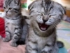 cat-pic-smiech