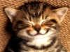 cat-pic-smile
