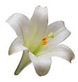 Easter Lily Pic