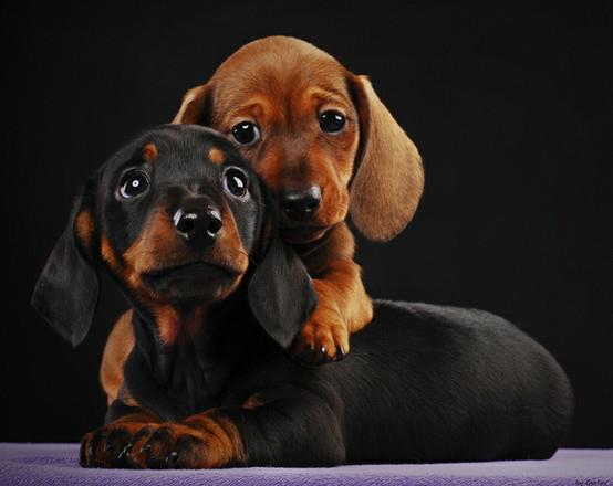 dachshund-brothers