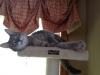 big-cat-pillen-pic-2