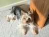 maureens-lupo-yorkie