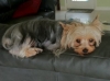 maureens-yorkie-lupo