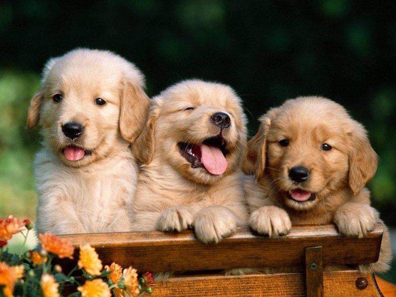 cute-lab-pups-pic-for-website