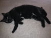 callie-2