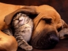 cat-dog-pic-funnycatpicture03