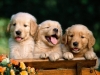 cute-lab-pups-pic-for-website