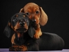 dachshund-brothers