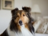 lassie-ii