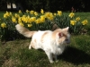 reno-currie-with-flowers