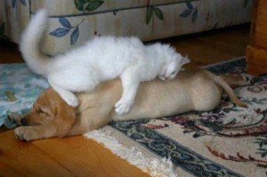 Cat & Dog Pic