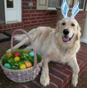 Easter Egg Dog Pic
